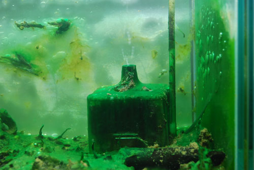 ウィローモス水槽で藍藻 らんそう 類が発生